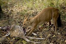 Dhole (Cuon alpinus) female feeding on Axis Deer (Axis axis), Bandhavgarh National Park, India