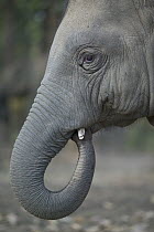 Asian Elephant (Elephas maximus) young, domestic, India