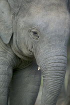 Asian Elephant (Elephas maximus) young, domestic, India