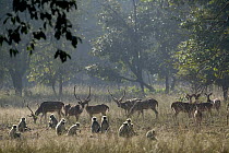 Axis Deer (Axis axis) and Hanuman Langur (Semnopithecus entellus) troop, Bandhavgarh National Park, India