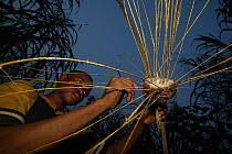 Barn Swallow (Hirundo rustica) hunter making glue from Llana sap for trap, Cross River State, Nigeria
