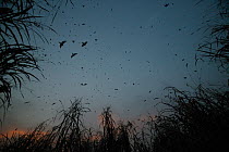 Barn Swallow (Hirundo rustica) flock roosting overnight in the elephant grass, Ebakken, Nigeria