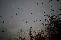 Barn Swallow (Hirundo rustica) flock roosting overnight in the elephant grass, Ebakken, Nigeria