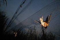 Barn Swallow (Hirundo rustica) caught in mist net collector for banding, Ebakken, Nigeria