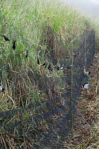 Barn Swallow (Hirunda rustica) researcher Pierfrancesco Micheloni collecting migrating individuals for banding, Ebakken, Nigeria