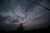 Barn Swallow (Hirundo rustica) migrating flock caught in mist net at elephant grass roost for banding, Ebakken, Nigeria