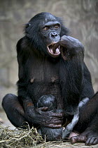 Bonobo (Pan paniscus) female with newborn, Sanctuary Lola ya Bonobo, Kinshasa, Democratic Republic of the Congo
