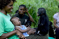 Bonobo (Pan paniscus) with her adoptive family who taught the Bonobo mother to care for and nurse her baby, Sanctuary Lola ya Bonobo, Democratic Republic of the Congo