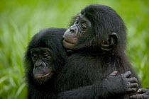 Bonobo (Pan paniscus) pair of orphans hugging, Sanctuary Lola ya Bonobo, Democratic Republic of the Congo