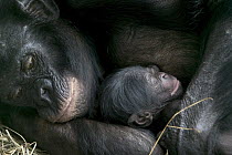 Bonobo (Pan paniscus), female with newborn a few hours old, Sanctuary Lola Ya Bonobo Chimpanzee, Democratic Republic of the Congo