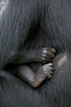 Bonobo (Pan paniscus), female with newborn, Sanctuary Lola Ya Bonobo Chimpanzee, Democratic Republic of the Congo