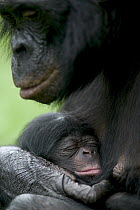 Bonobo (Pan paniscus) female with newborn, Sanctuary Lola Ya Bonobo Chimpanzee, Democratic Republic of the Congo