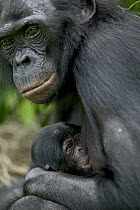 Bonobo (Pan paniscus) female nursing newborn a few hours old, Sanctuary Lola Ya Bonobo Chimpanzee, Democratic Republic of the Congo