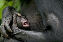 Bonobo (Pan paniscus), newborn rooting for the nipple, Sanctuary Lola Ya Bonobo Chimpanzee, Democratic Republic of the Congo