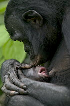 Bonobo (Pan paniscus), female kissing newborn rooting for the nipple, Sanctuary Lola Ya Bonobo Chimpanzee, Democratic Republic of the Congo