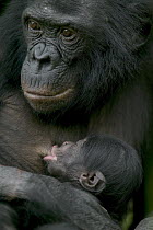 Bonobo (Pan paniscus) female nursing newborn, Sanctuary Lola Ya Bonobo Chimpanzee, Democratic Republic of the Congo
