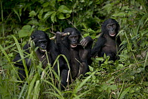 Bonobo (Pan paniscus) juvenile orphan trio, Sanctuary Lola Ya Bonobo Chimpanzee, Democratic Republic of the Congo
