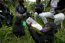 Bonobo (Pan paniscus), orphan infants at feeding time with their adoptive mothers, Sanctuary Lola Ya Bonobo Chimpanzee, Democratic Republic of the Congo