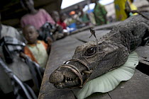 Crocodile bush meat for sale at the Bandaka Market, north of the Democratic Republic of the Congo