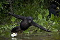 Bonobo (Pan paniscus), orphan reaching for floating food, Sanctuary Lola Ya Bonobo Chimpanzee, Democratic Republic of the Congo