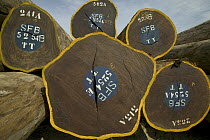 Tree trunks logged by German company and certificated as legal wood from the Congo forest, destination Europe, Democratic Republic of the Congo