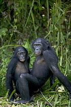 Bonobo (Pan paniscus) orphans, Sanctuary Lola Ya Bonobo Chimpanzee, Democratic Republic of the Congo
