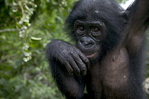 Bonobo (Pan paniscus) juvenile orphan, Sanctuary Lola Ya Bonobo Chimpanzee, Democratic Republic of the Congo