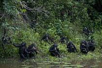 Bonobo (Pan paniscus) orphans at feeding time, Sanctuary Lola Ya Bonobo Chimpanzee, Democratic Republic of the Congo