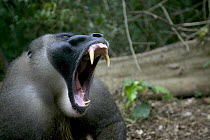Drill (Mandrillus leucophaeus) adult male yawning, Pandrillus Drill Sanctuary, Nigeria. Sequence 2/3