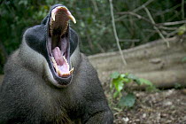 Drill (Mandrillus leucophaeus) adult male yawning, Pandrillus Drill Sanctuary, Nigeria. Sequence 3/3