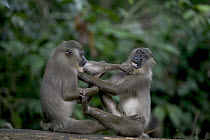 Drill (Mandrillus leucophaeus) young males playing, Pandrillus Drill Sanctuary, Nigeria