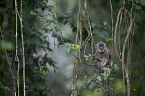 Drill (Mandrillus leucophaeus) young female sitting in tree, Pandrillus Drill Sanctuary, Cross River State, Nigeria
