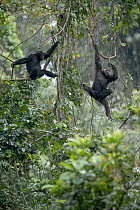 Chimpanzee (Pan troglodytes) pair with baby climbing vines, Pandrillus Drill Sanctuary, Nigeria