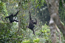 Chimpanzee (Pan troglodytes) pair with baby, Pandrillus Drill Sanctuary, Nigeria