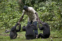 Chimpanzee (Pan troglodytes) trio playing with keeper, Pandrillus Drill Sanctuary, Nigeria