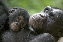 Chimpanzee (Pan troglodytes) adult female and infant, Pandrillus Drill Sanctuary, Nigeria