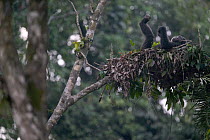 Chimpanzee (Pan troglodytes) adult resting in night nest, Pandrillus Drill Sanctuary, Nigeria
