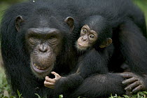 Chimpanzee (Pan troglodytes) adult female with infant, Pandrillus Drill Sanctuary, Nigeria