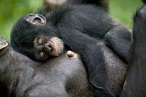 Chimpanzee (Pan troglodytes) adult female with sleeping infant, Pandrillus Drill Sanctuary, Nigeria