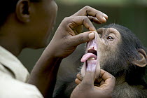 Chimpanzee (Pan troglodytes) young playing with keeper, Pandrillus Drill Sanctuary, Nigeria