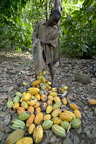 Cocoa (Theobroma cacao) boy helping with harvest, Boje Village, Cross River State, Nigeria