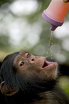 Chimpanzee (Pan troglodytes) baby and keeper playing with water, Pandrillus Drill Sanctuary, Nigeria