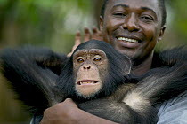 Chimpanzee (Pan troglodytes) young male playing with his keeper, Pandrillus Drill Sanctuary, Nigeria