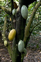 Cocoa (Theobroma cacao) plantation, Boje Village, Cross River State, Nigeria