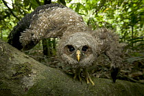 Owl fledgeling left nest too early cannot fly yet, Cross River State, Nigeria