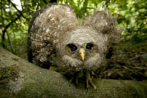 Owl fledgeling left nest too early cannot fly yet, Cross River State, Nigeria