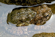Toads mating in river, Cross River State, Nigeria