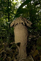 Mushroom-shaped termite mound in the rainforest, Cross River State, Nigeria