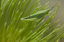 Grasshopper camouflaged in grass, Democratic Republic of the Congo