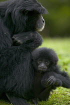 Siamang (Hylobates syndactylus) mother with young, native to southeast Asia